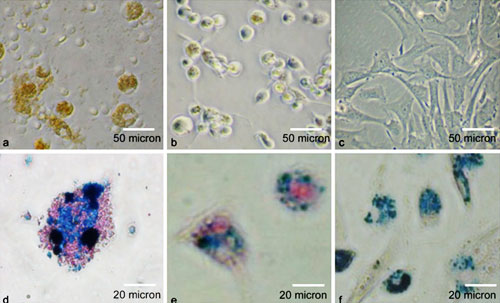 Immune Cell Calibration Technology Platform